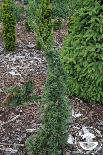 Juniperus chinensis 'Robusta Green' (Jałowiec chiński)  - P16