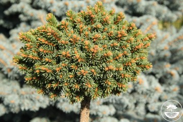 Picea abies 'Svaty Jan' (Świerk pospolity)  - C5 PA
