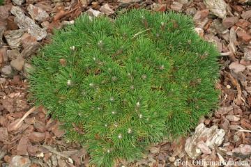 Pinus mugo 'Grüne Welle' (Sosna kosodrzewina)  - C5