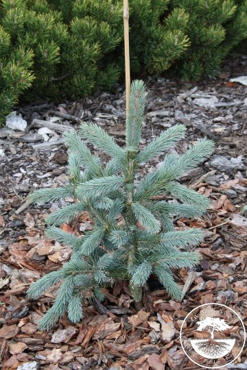 Picea engelmannii 'Glauca' (Świerk Engelmanna)  - C5
