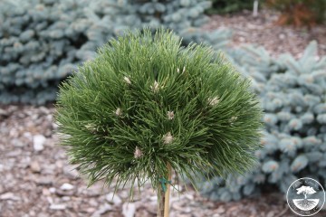 Pinus nigra 'Hornibrookiana' (Sosna czarna)  - C7,5 PA
