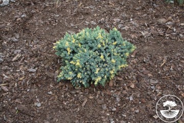 Juniperus squamata 'Floreant' (Jałowiec łuskowaty)  - P14