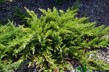 Juniperus sabina 'Tamariscifolia' (Jałowiec sabiński)  - C2