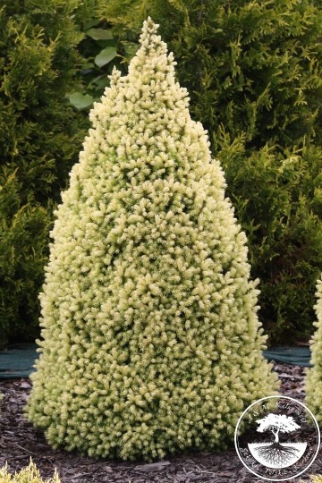 Picea glauca 'Daisy's White' (Świerk biały)  - C7.5