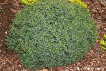 Picea glauca 'Echiniformis' (Świerk biały)  - C2