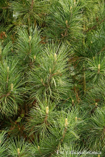 Pinus cembra (Sosna limba)  - C7,5