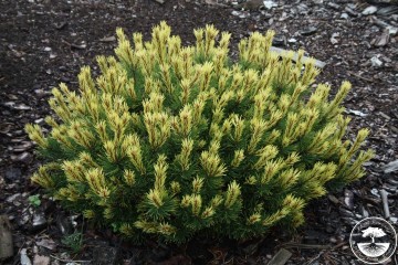 Pinus mugo 'Rositech' (Sosna kosodrzewina)  - C5