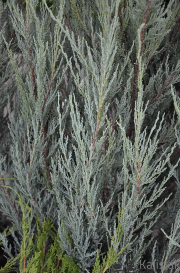 Juniperus scopulorum 'Blue Arrow' (Jałowiec skalny)  - C3