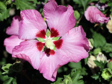Hibiscus syriacus ROSALBANE 'Minrosa' (Ketmia syryjska)  - C6