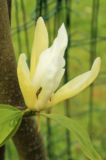 Magnolia 'Limelight' (Magnolia)  - C5