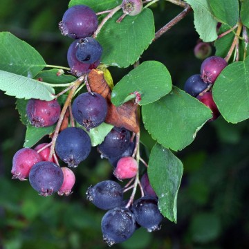 Amelanchier alnifolia 'Saskatoon Berry' (Świdośliwa olcholistna)  - C5