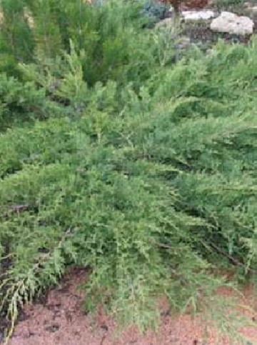 Juniperus sabina 'Tam No Blight'