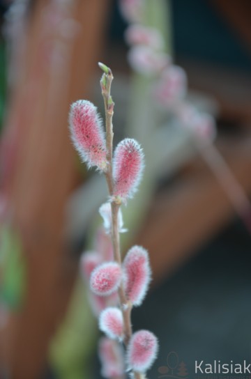 Salix gracilistyla 'Mt Aso' (Wierzba smukłoszyjkowa)  - C3