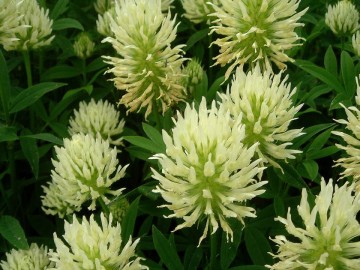 Trifolium ochroleucon (Koniczyna żółtobiała)  - C2