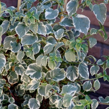 Hydrangea anomala subs.petiolaris ' Silver Lining' (Hortensja pnąca)  - C5