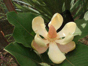 Magnolia delavayi (Magnolia , Rozwoń)  - C5