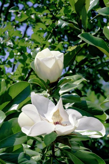 Magnolia grandiflora (Magnolia wielkokwiatowa)  - C5