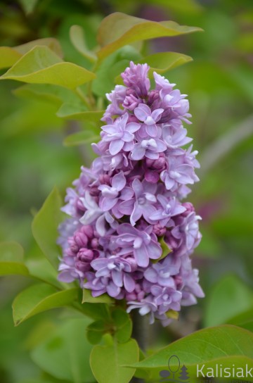 Syringa vulgaris 'Katherine Havemeyer' (Lilak pospolity)  - C7,5 PA