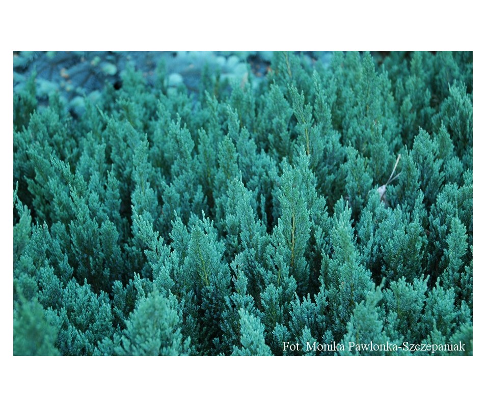 Juniperus horizontalis 'Blue Forest'