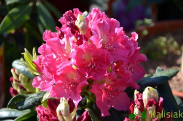 Rhododendron ROYAL AMARANTH 'Jan III Sobieski' (Różanecznik)  - C4