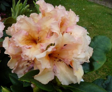 Rhododendron 'Norfolk Candy' (Różanecznik)  - C4