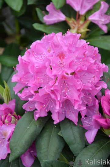 Rhododendron 'English Roseum' (Różanecznik)  - C7.5
