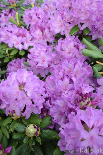 Rhododendron 'Catawbiense Grandiflorum' (Różanecznik)  - C7.5