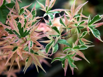 Acer palmatum 'Beni Shishi Henge' (Klon palmowy)  - C5 bonsai