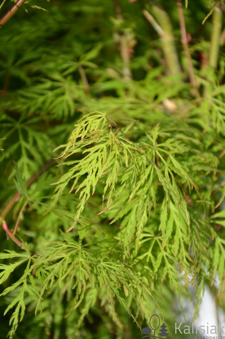 Acer palmatum 'Dissectum' (Klon palmowy)  - C7,5 PA