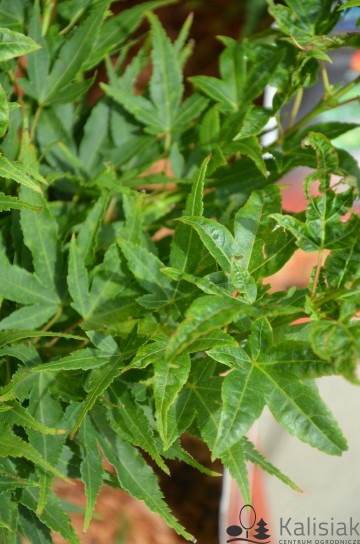 Acer palmatum 'Mikawa-yatsubusa' (Klon palmowy)  - C5 PA