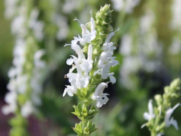 Salvia nemorosa 'Sensation White' (Szałwia omszona)  - P11