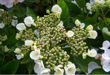 Hydrangea macrophylla 'Teller White' (Hortensja ogrodowa)  - C2