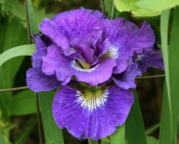 Iris sibirica 'Kaboom' (Kosaciec syberyjski)  - P11