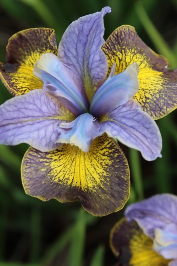 Iris sibirica 'Uncorked' (Kosaciec syberyjski)  - P11