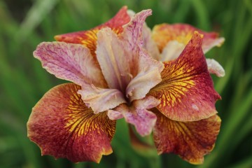 Iris sibirica 'Paprikash' (Kosaciec syberyjski)  - P11