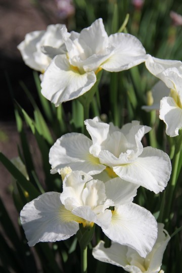 Iris sibirica 'Swans in Flight' (Kosaciec syberyjski)  - P11