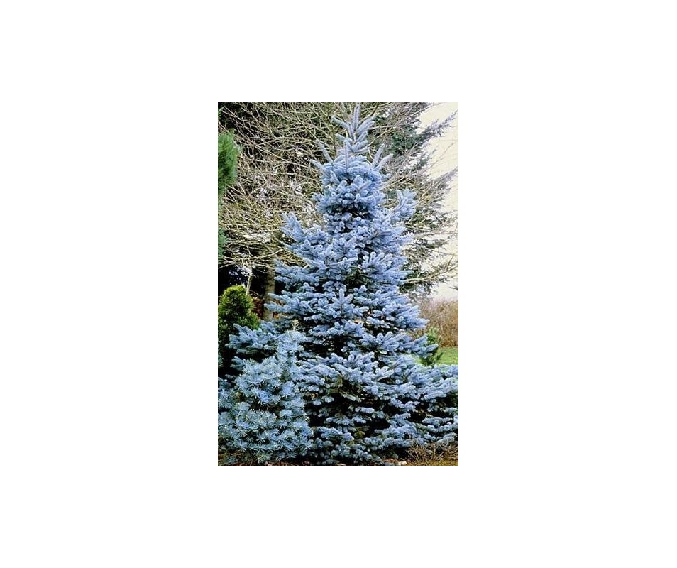 Picea pungens 'Glauca Misty Blue'
