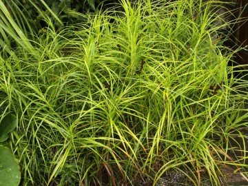 Carex muskingumensis (Turzyca palmowa)  - C5