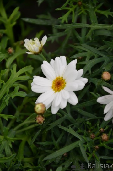 Argyranthemum biały - AN12