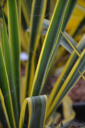 Yucca filamentosa 'Bright Edge' (Juka karolińska)  - C6