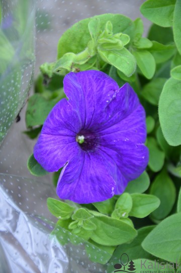 Petunia Surfinia niebieska (Petunia)  - AN12
