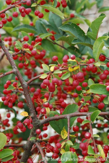 Malus toringo 'Tina' (Jabłoń japońska)  - C4 bonsai