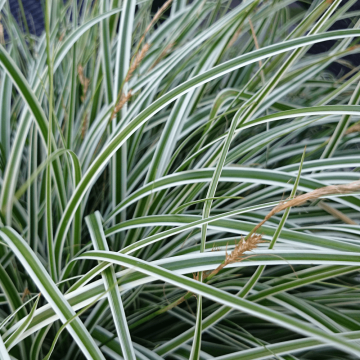 Carex 'Everest' (Turzyca oszimska)  - P17