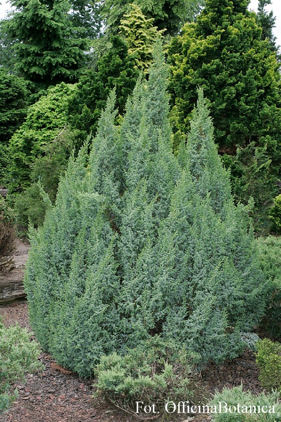 Juniperus pingii 'Loderii'
