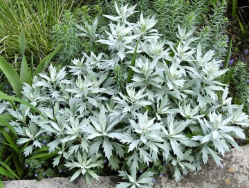 Artemisia ludoviciana 'Valerie Finnis' (Bylica luizjańska)  - C2