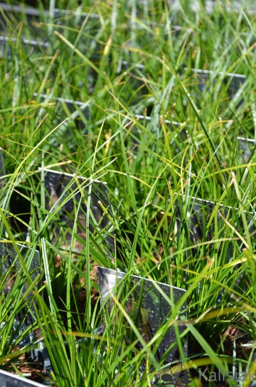 Carex 'Magic Green' (Turzyca)  - P17