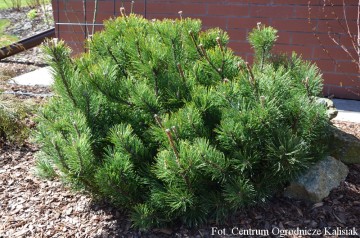 Pinus mugo var pumilio (Sosna kosodrzewina)  - C7.5