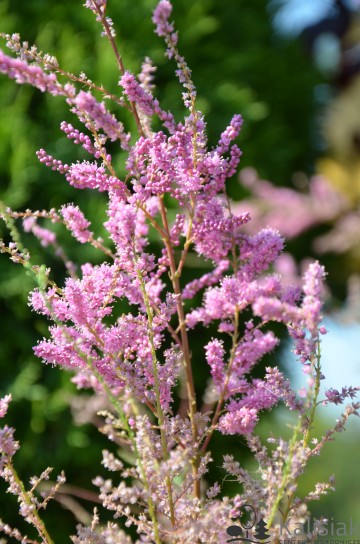 Tamarix ramosissima 'Pink Cascade' (Tamaryszek rozgałęziony)  - C7,5