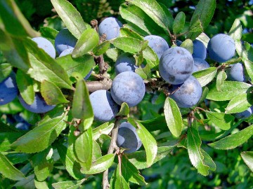Prunus spinosa (Śliwa tarnina)  - C5