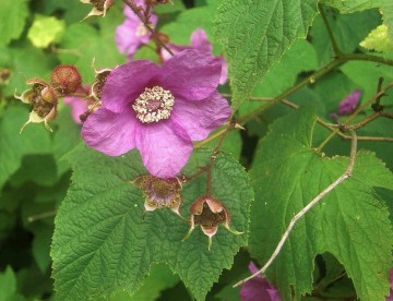 Rubus odoratus (Jeżyna pachnąca)  - C5